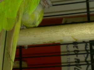 gonfiore sotto cloaca